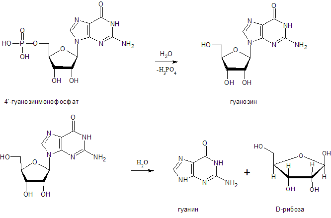 Рибоза гуанин фосфорная кислота. Гуанин и рибоза реакция. Фосфорная кислота + гуанозин. Рибоза плюс гуанин.