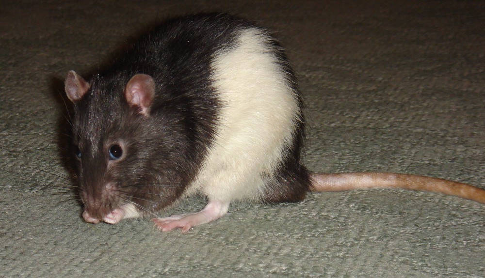 Зверек похожий на крысу. Чёрное животное похожее на крысу. Крыса серая с белым пузом. Коричневое животное похожее на крысу. Грызуны с белым брюшком.