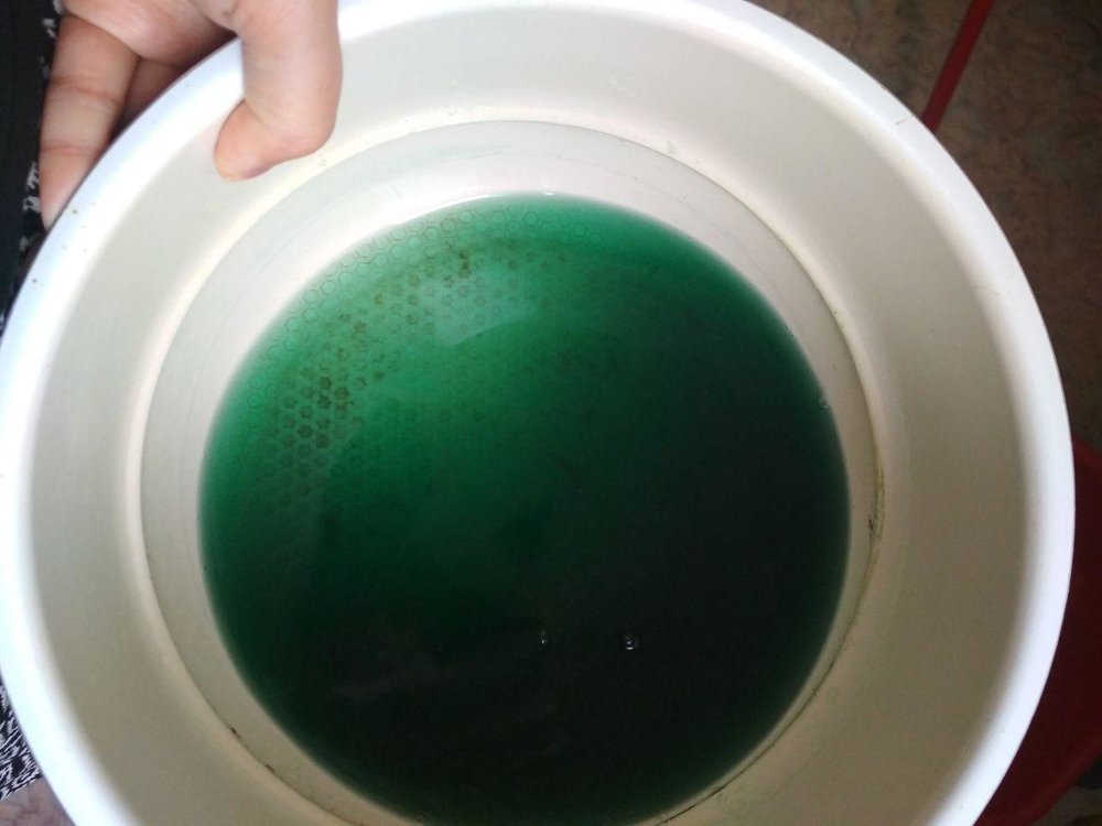 Почему у беременной зеленые воды. Зеленый отвар. Отвар зеленого цвета. Мутновая жидкость зеленого цвета. Вода позеленела.