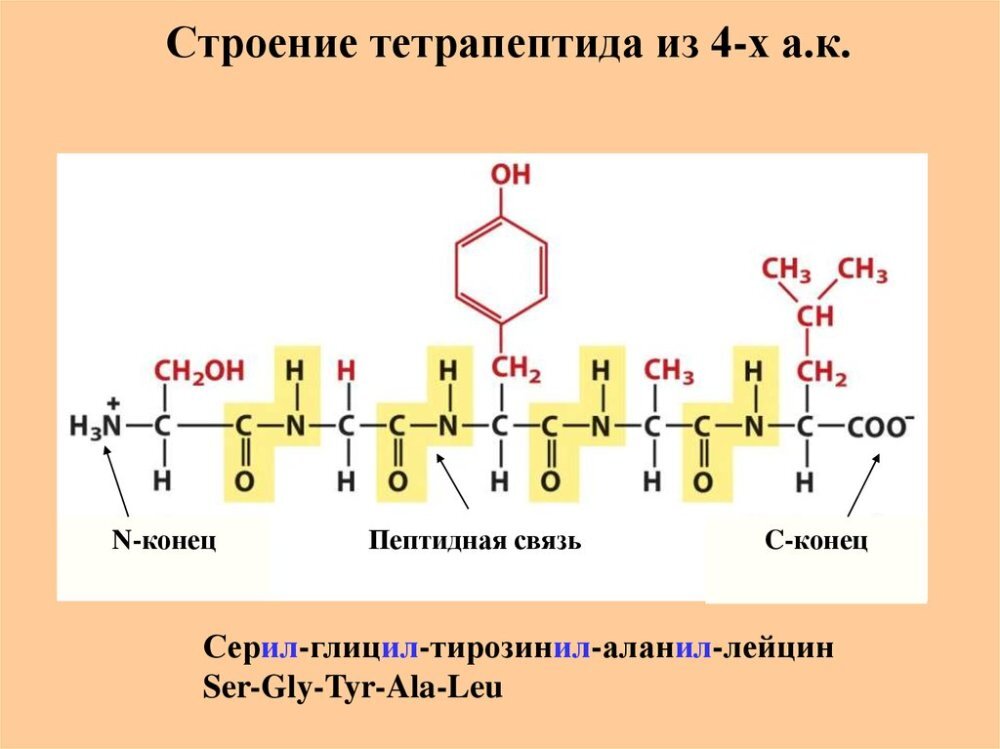 Схема образования дипептида гис гли