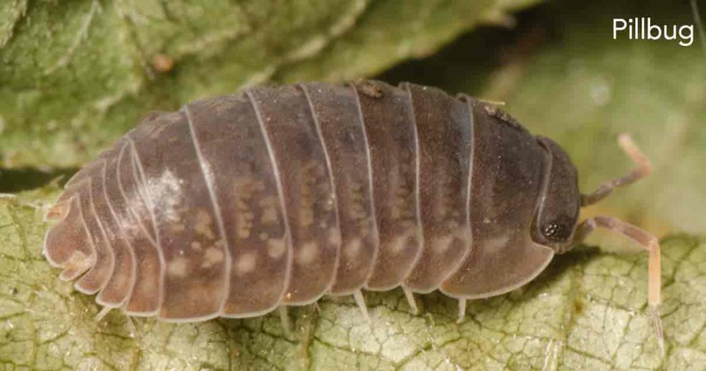 pillbug-1200-630-FB-05302018-min.jpg.d4033d86664a5501c5d6f28768319664.jpg