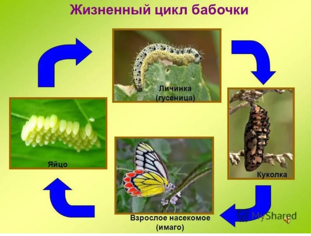 Развитие бабочки схема. Цикл развития бабочки капустницы. Жизненный цикл бабочки капустницы. Развитие бабочки капустницы схема. Цикл развития бабочки белянки.