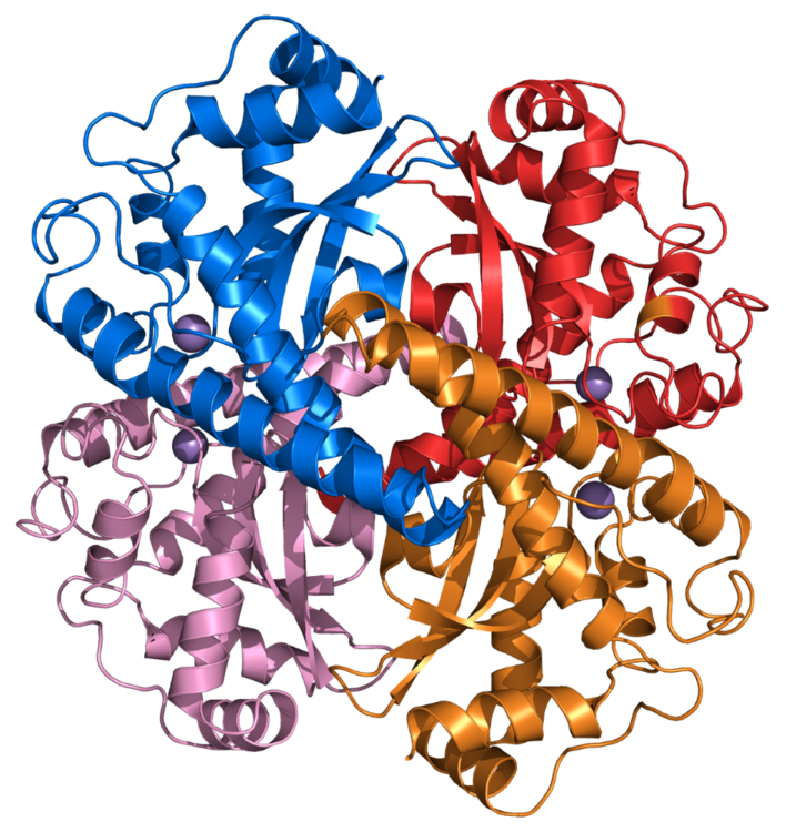 Superoxide_dismutase_2_PDB_1VAR.thumb.png.601c1724330203ccfc432e4a1d05847b.png